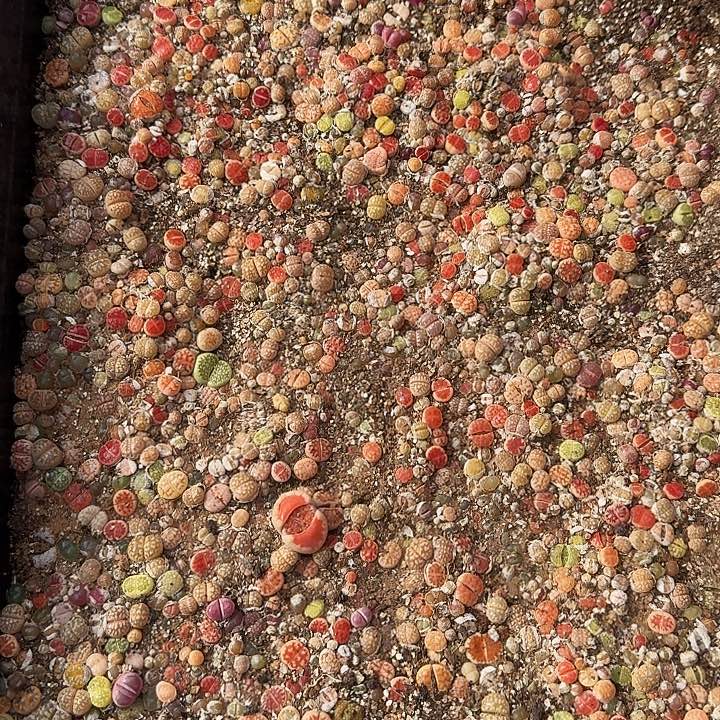 生石花111。    205