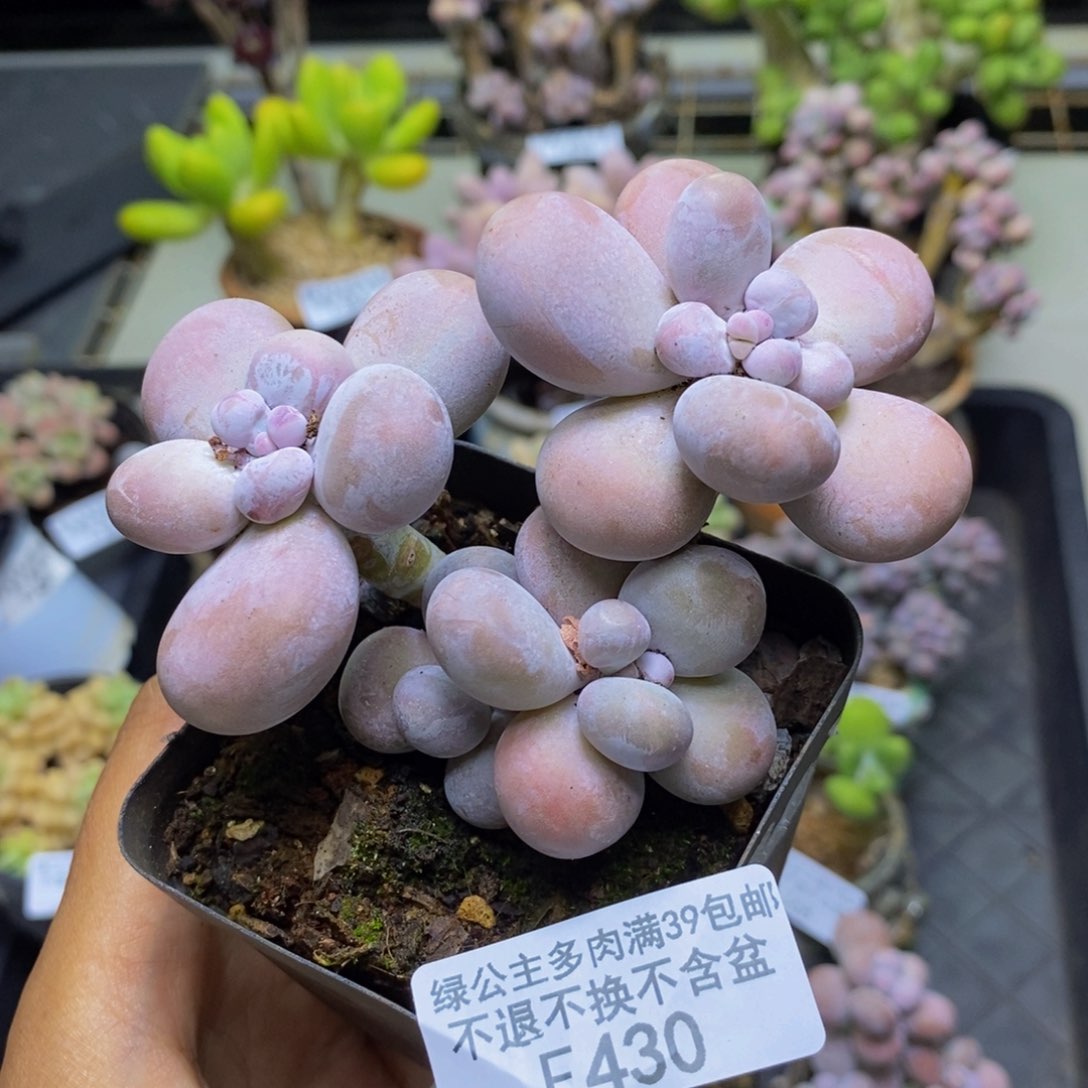 430芭比奶多肉7c m