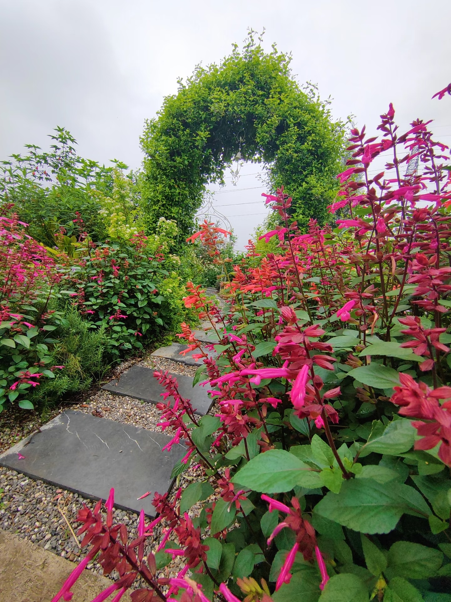 【1物1拍】一串红鼠尾草2加仑盆栽---耐热耐寒多年生花境植物