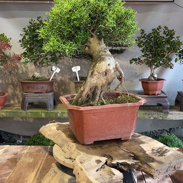 无花朵米叶枸骨一物一拍