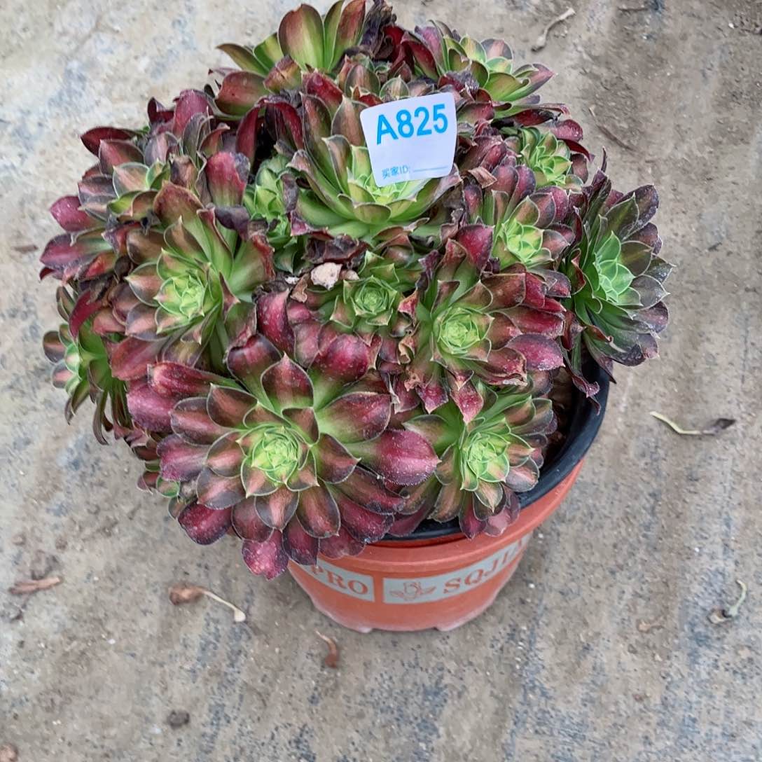 多肉植物825多肉