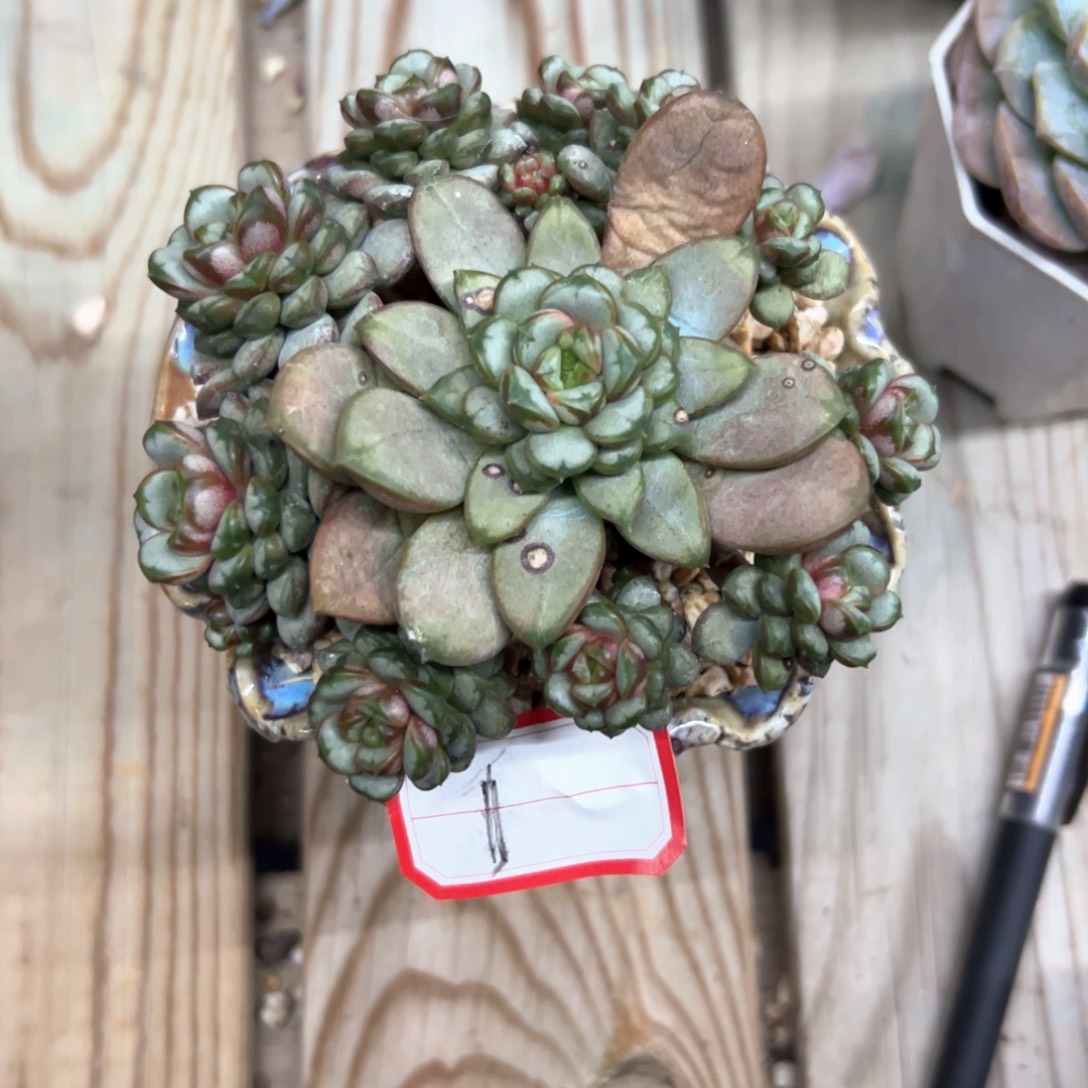 泡***泡1葡萄18零零多肉植物