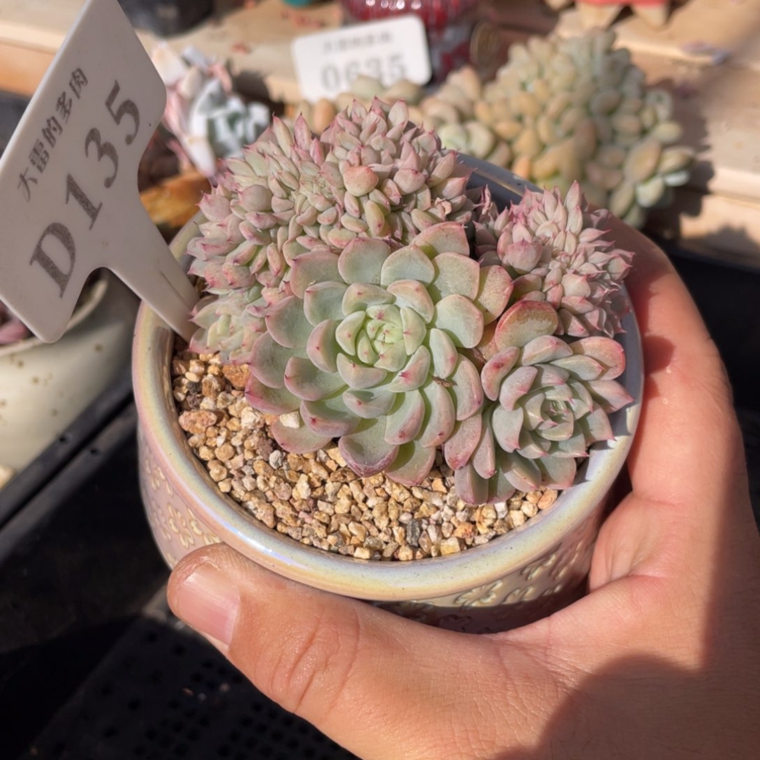 135洞庭缀不带盆9厘米