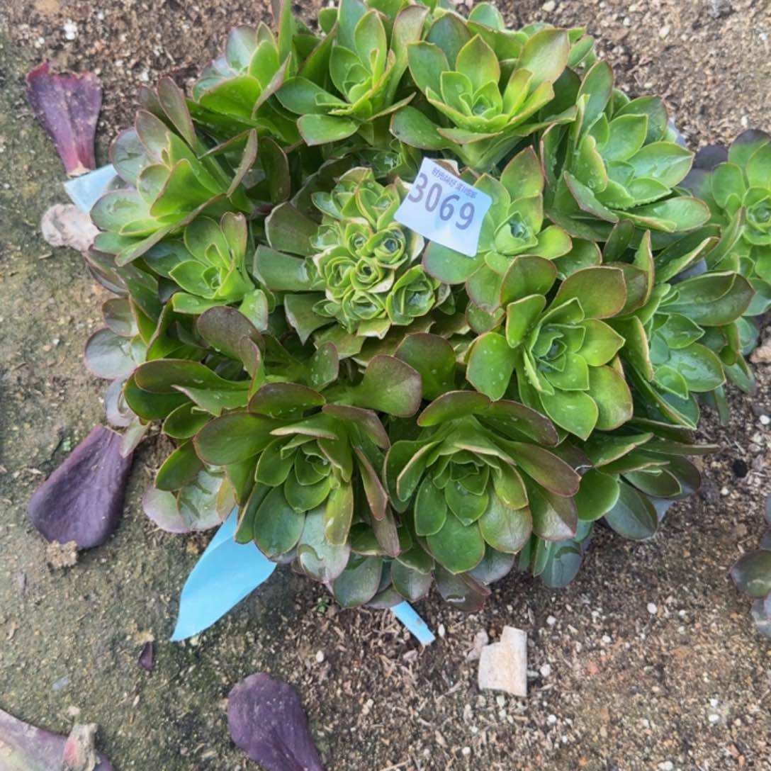 红*3069魅金玫瑰。多肉植物