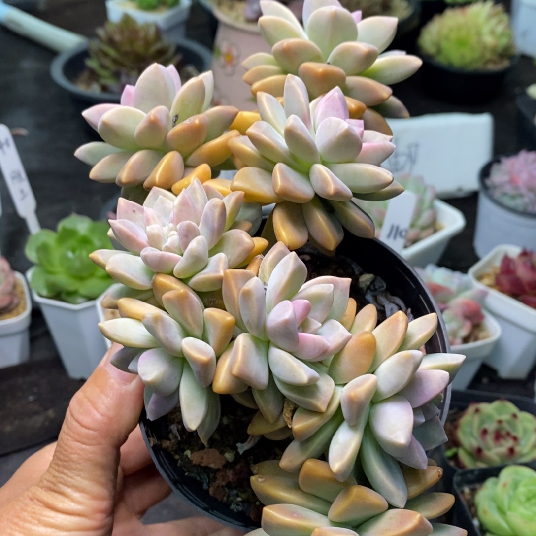 精品多肉一物一拍不包整20