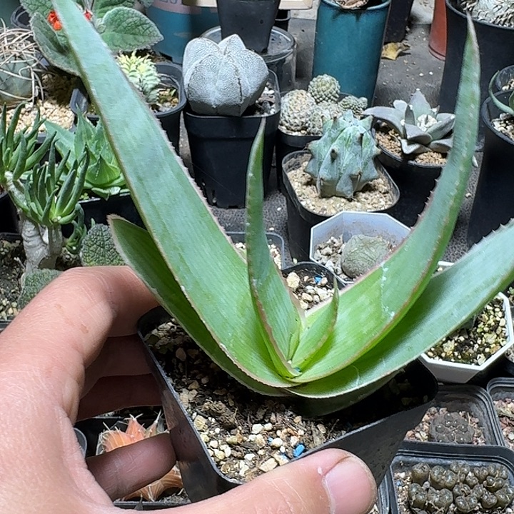 788银芳锦芦荟脱土发货