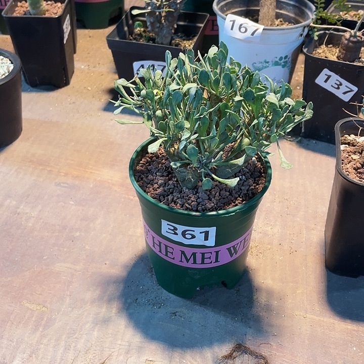 361大黑鬼殿厚墩菊