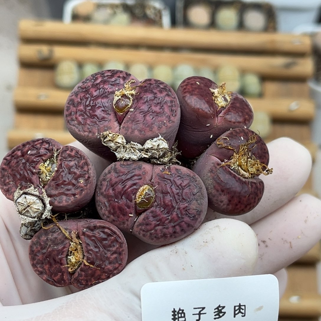 2054号一首三颗双头紫柘榴