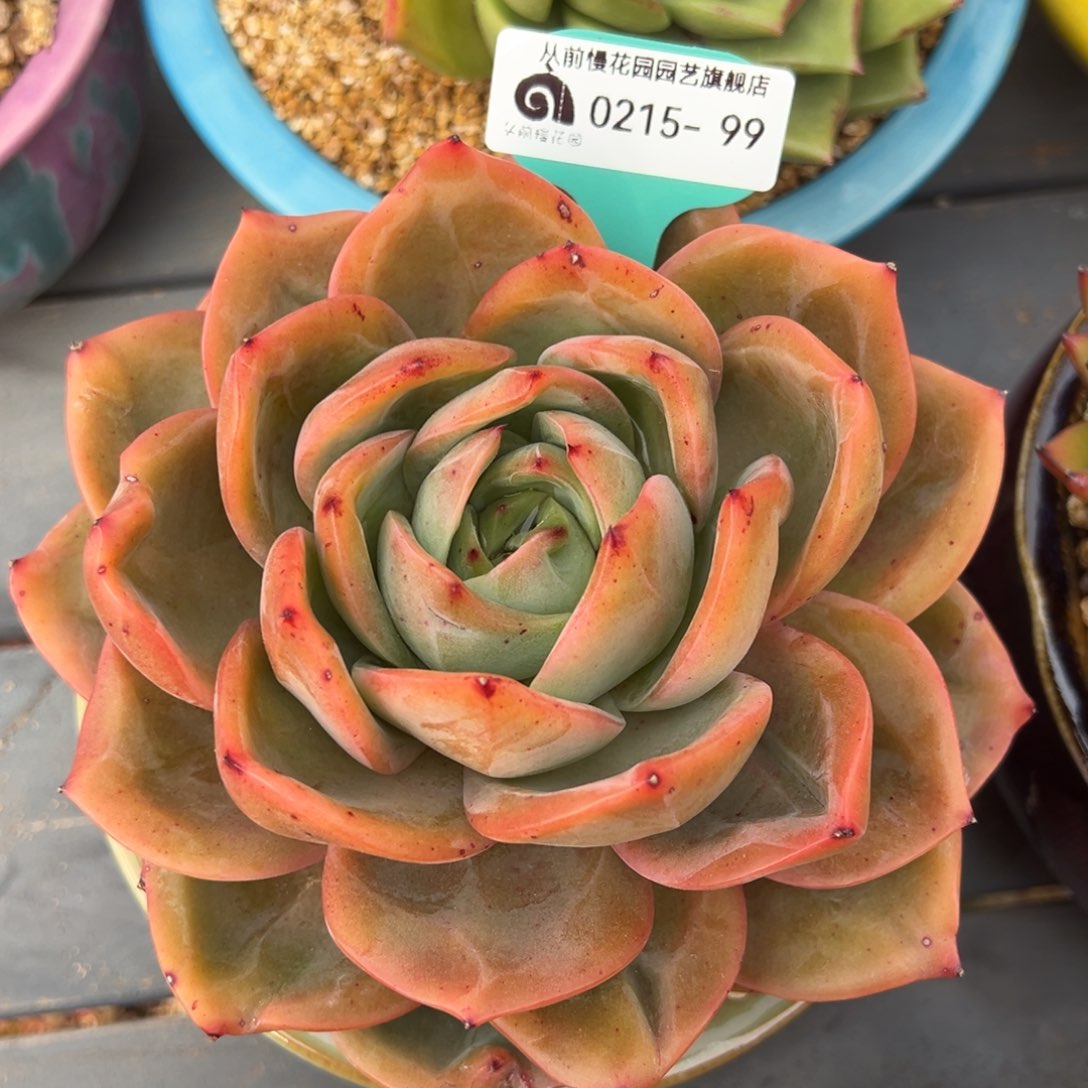 从前慢多肉精选编号0215.99