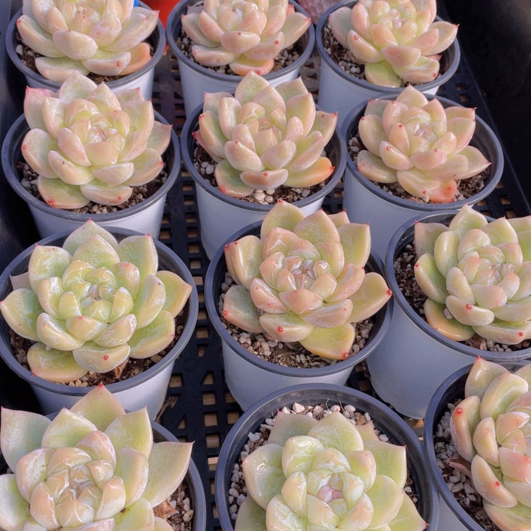 量拍90号 白泽母本大单头一个