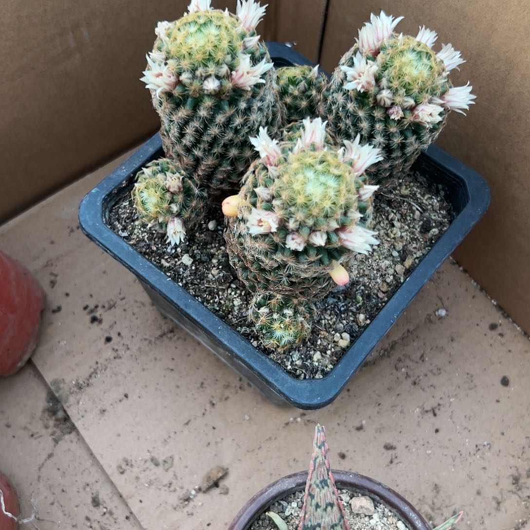 多肉植物明星开花