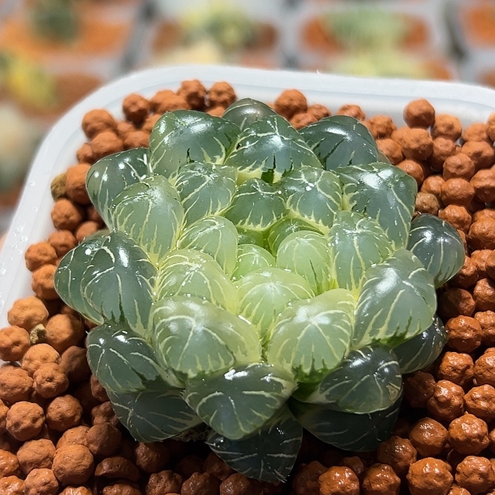 十二卷多肉实生玉露锦