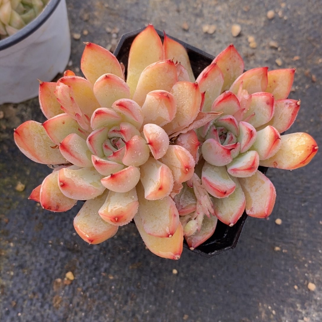 可问主播品种，下滑链接更多品种多肉选择