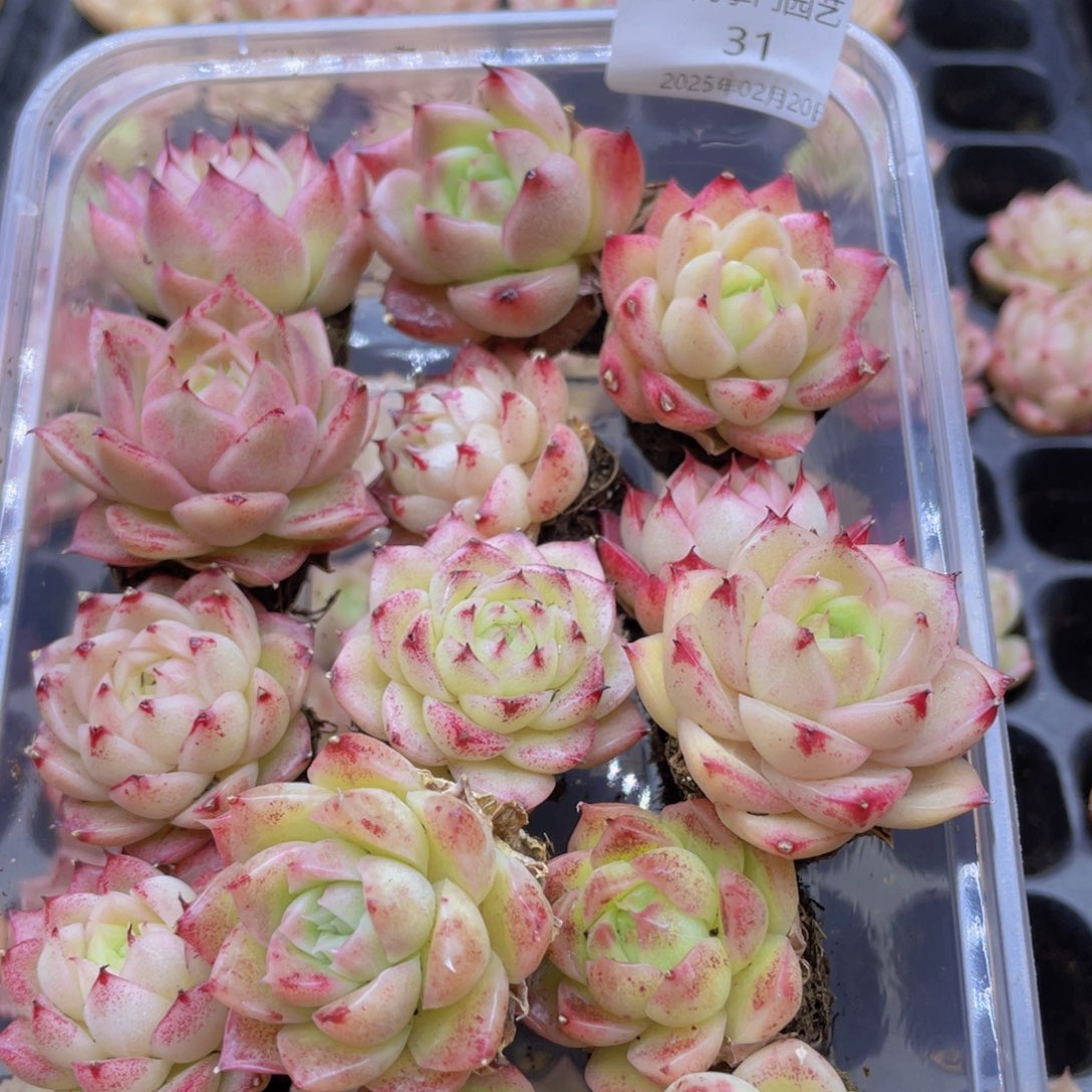 开心快乐成长031