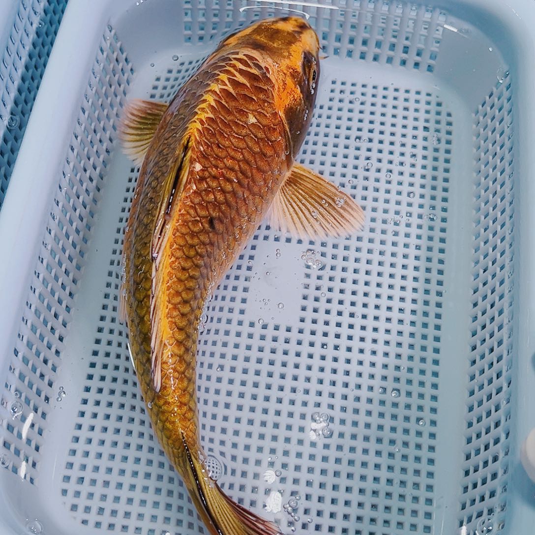 锦鲤锦鲤冷水鱼观赏145