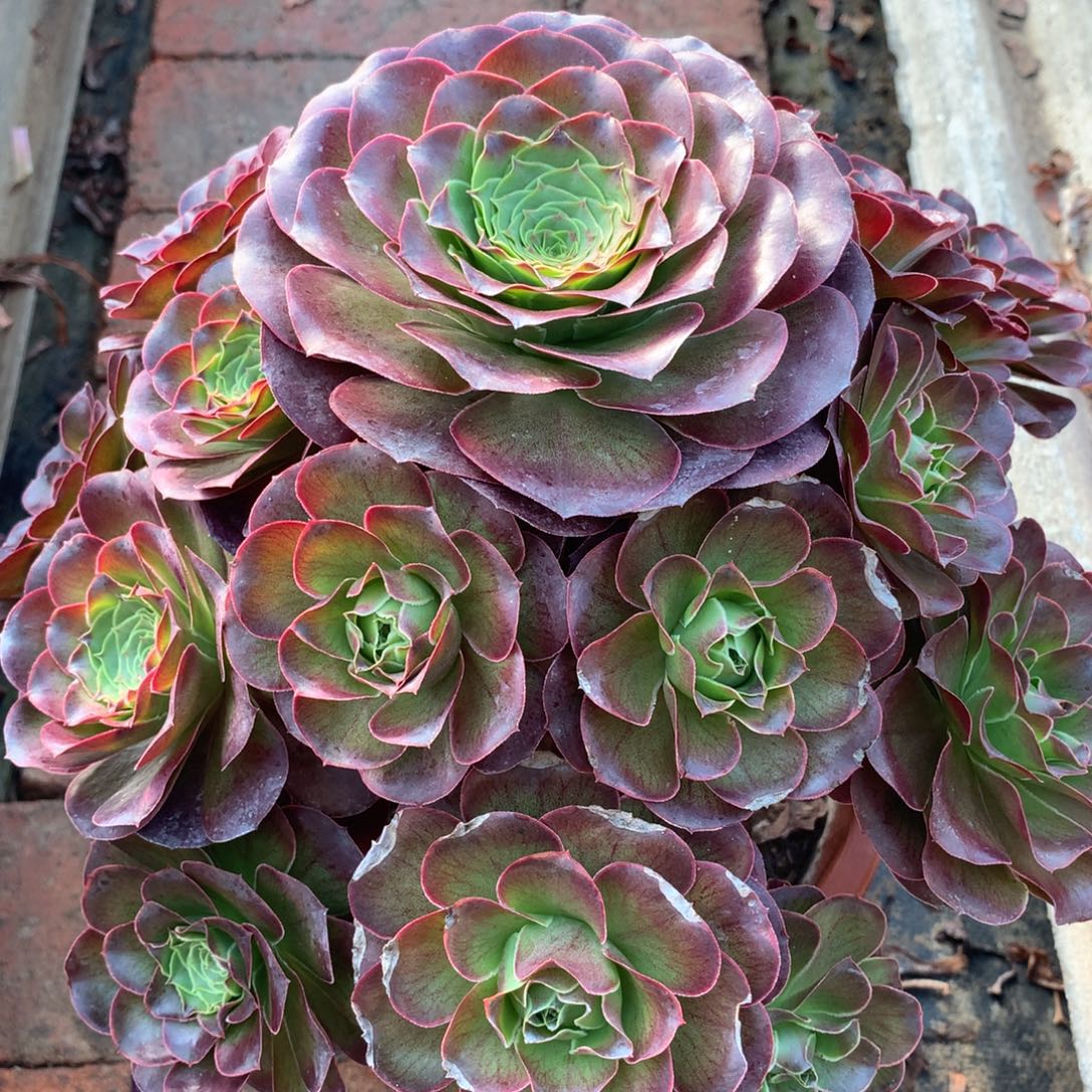 魅金玫瑰，多肉植物