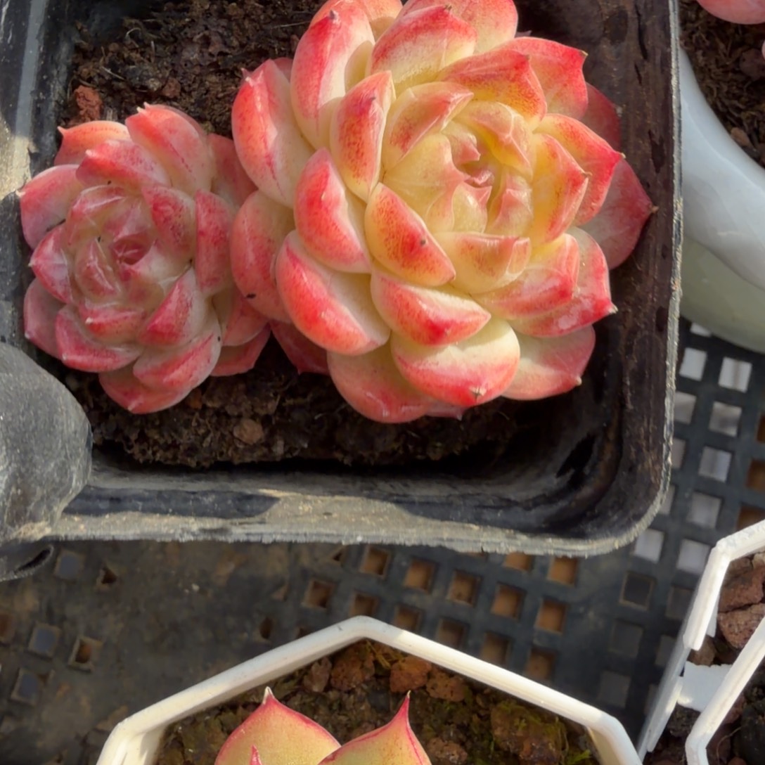 东篱下多肉植物哈哈哈44