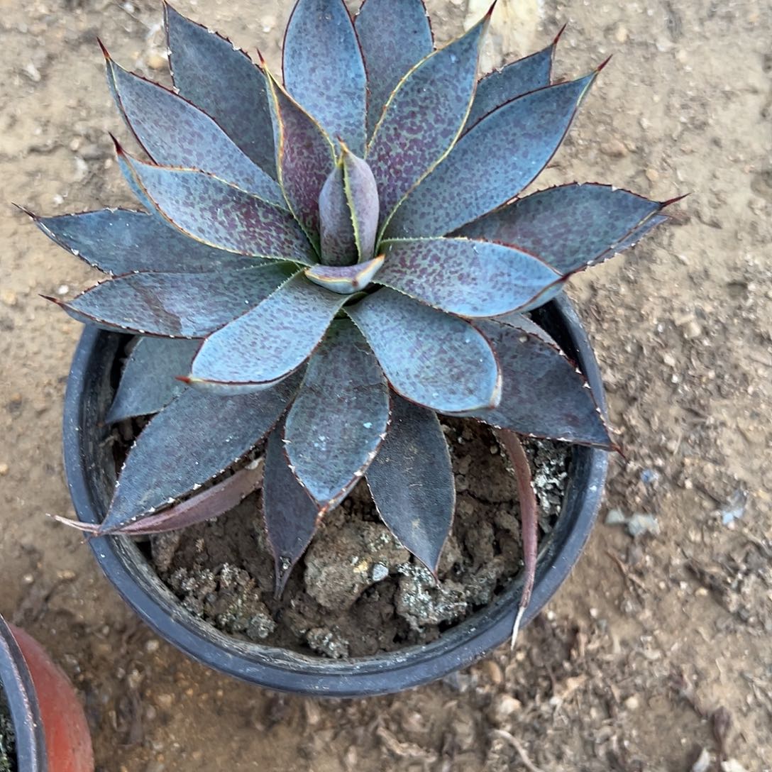 多肉植物血雨杂交