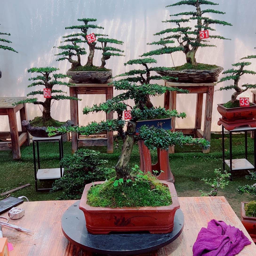 小老桩红芽珍珠罗汉松