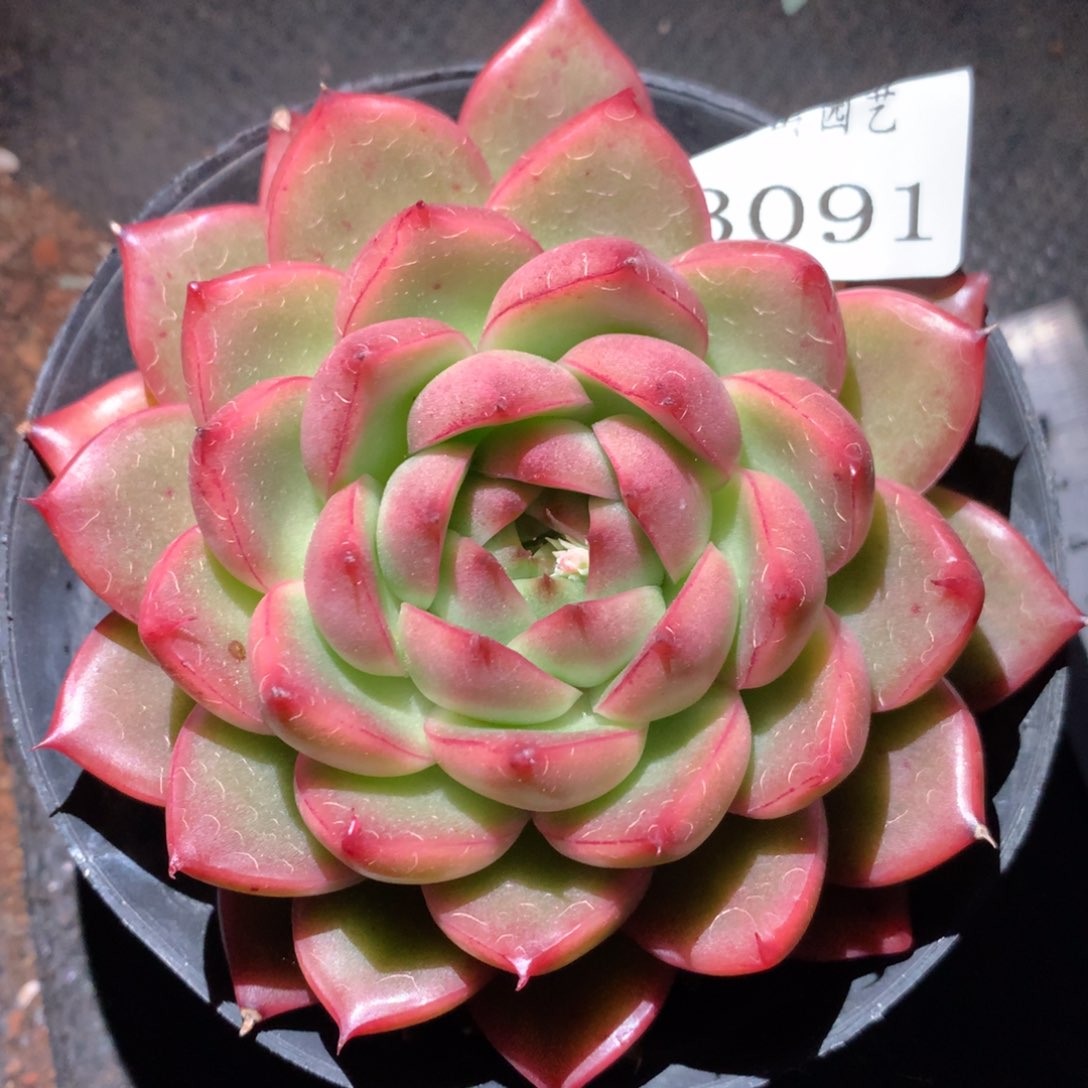 3091有叶伤杂交多肉