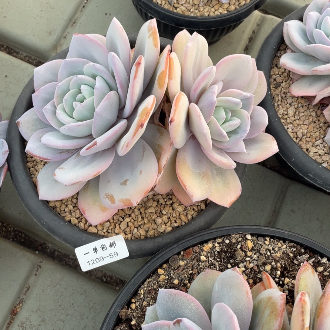 天***肉1209-59-奶茶，，。。。。，，