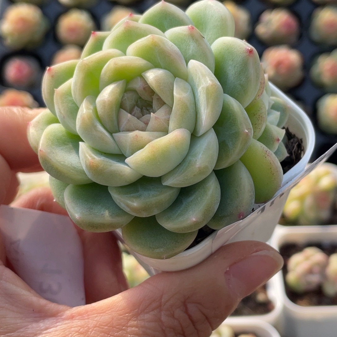 喵***喵107号糖心冰心珍妮