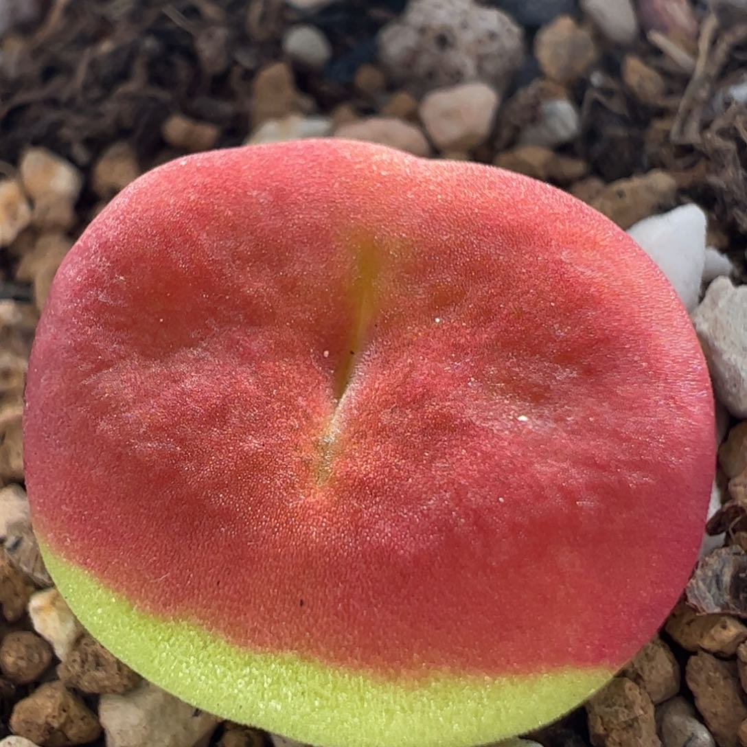 241多肉植物百科