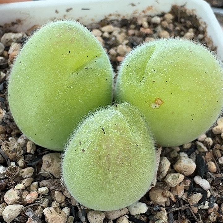 老马生石花毛翠滴1015