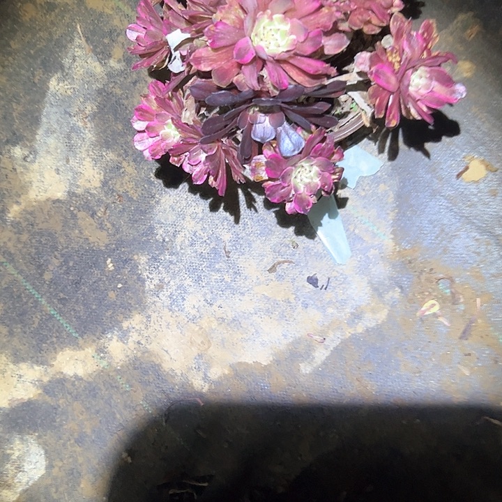 法师多肉一物一拍73