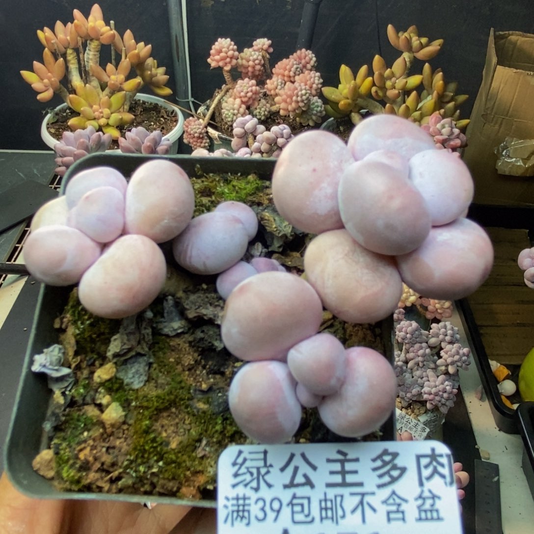 171芭比奶多肉7c m