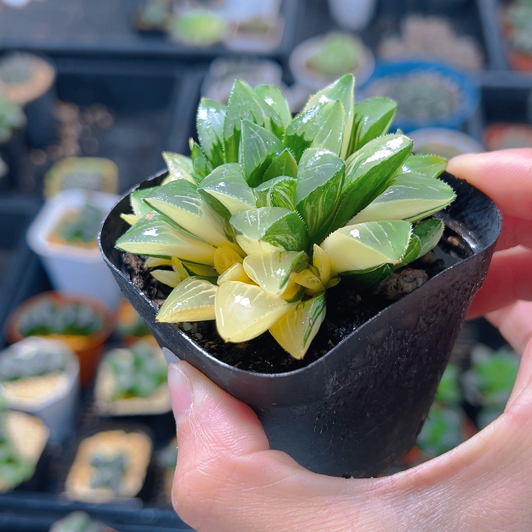 5210多肉植物一颗多肉