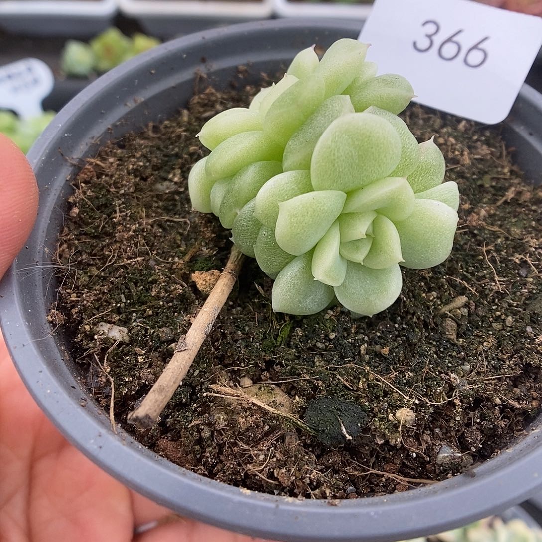 一物一拍一物一拍921-366