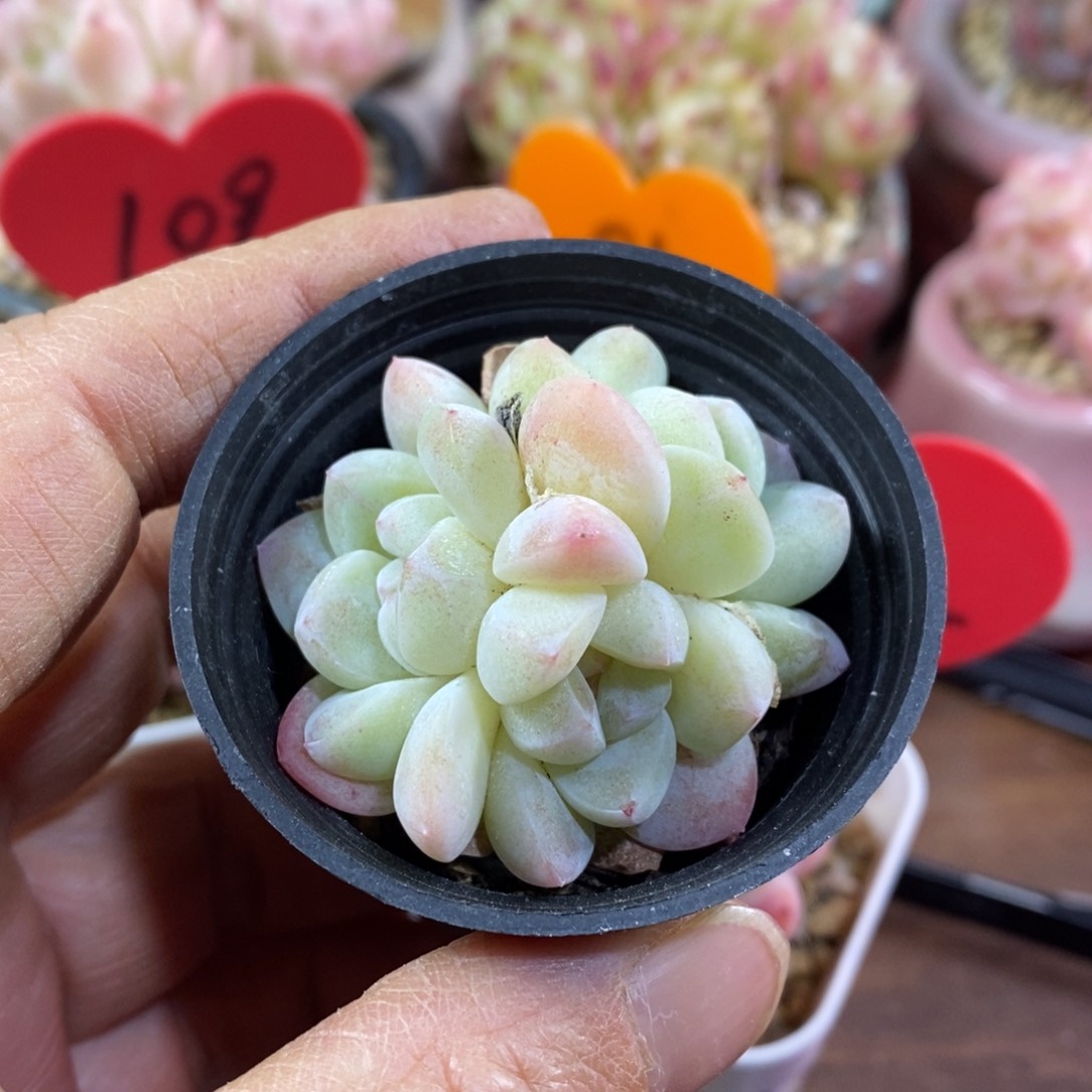 精品多肉一物一拍不包整23