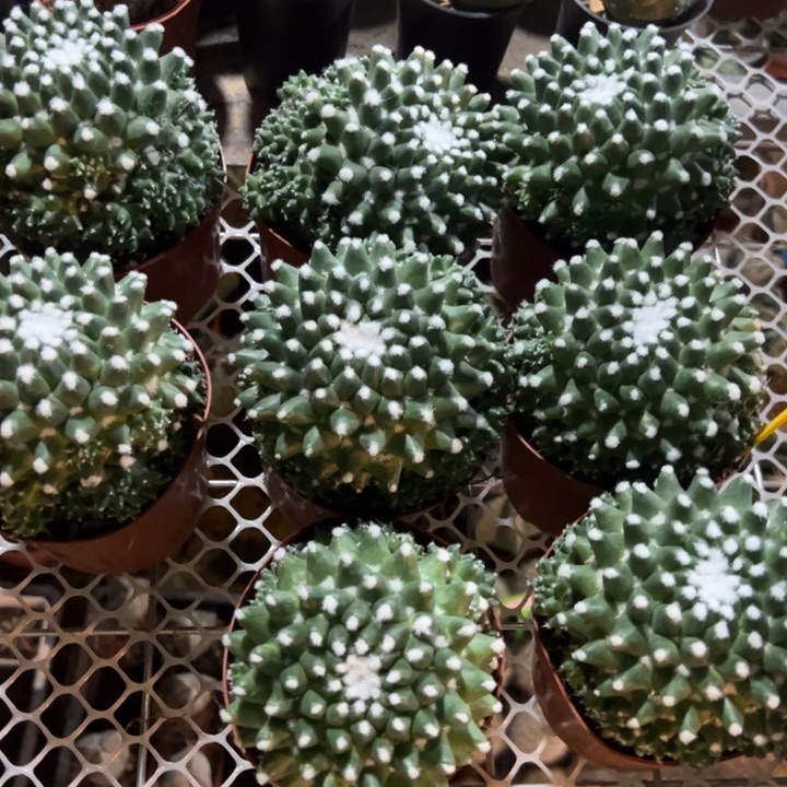  雪糕。 随机一颗。 
