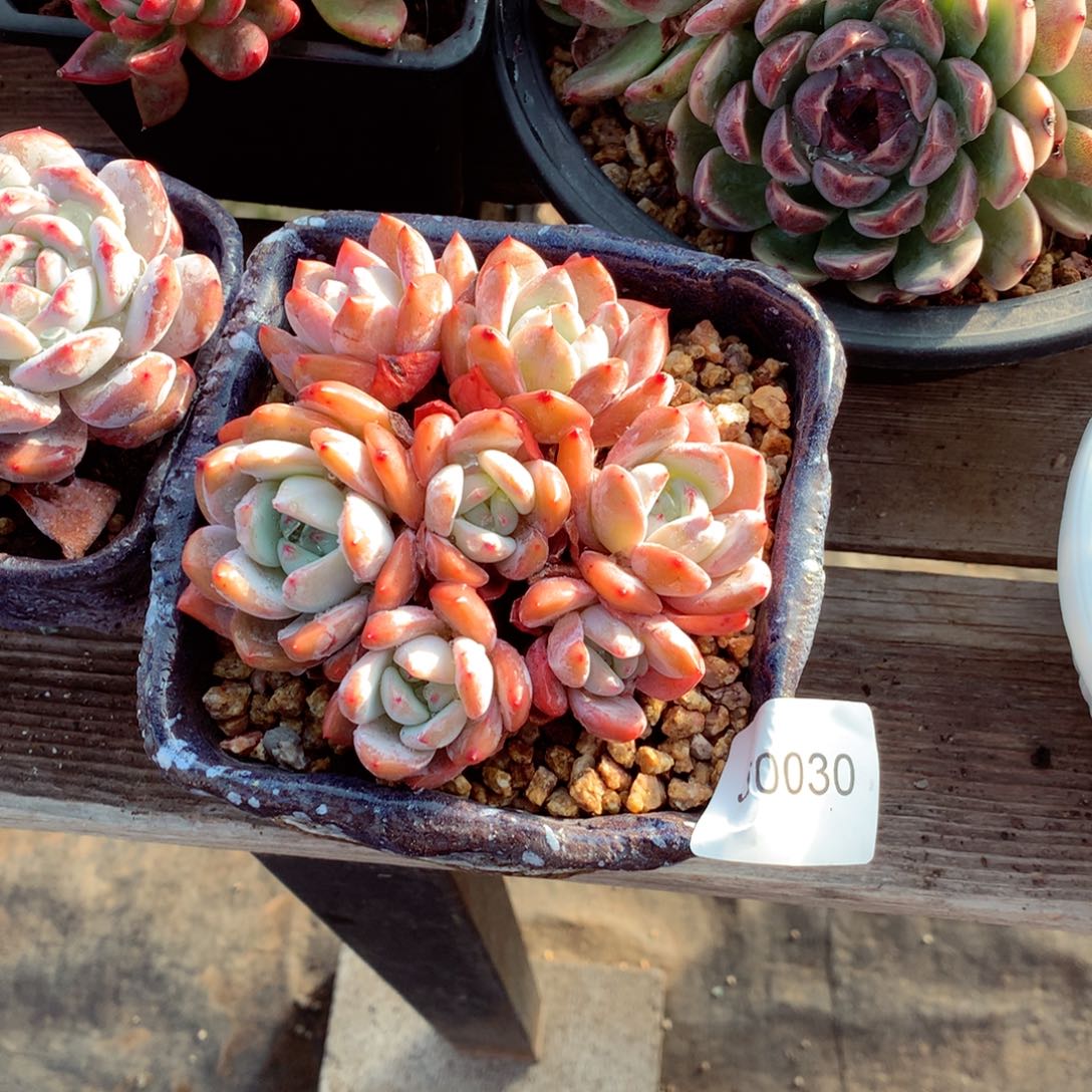 知***婳闪购多肉1棵j0030