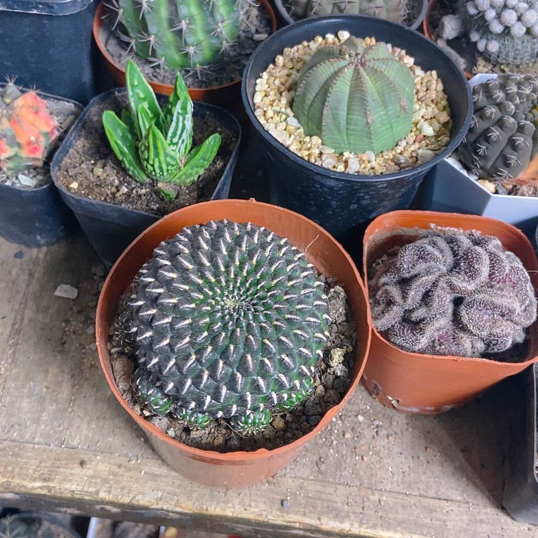 乌金丸一物一拍，