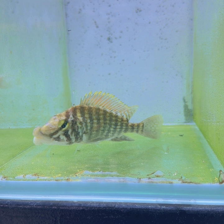 海水654号十二间虎14/15