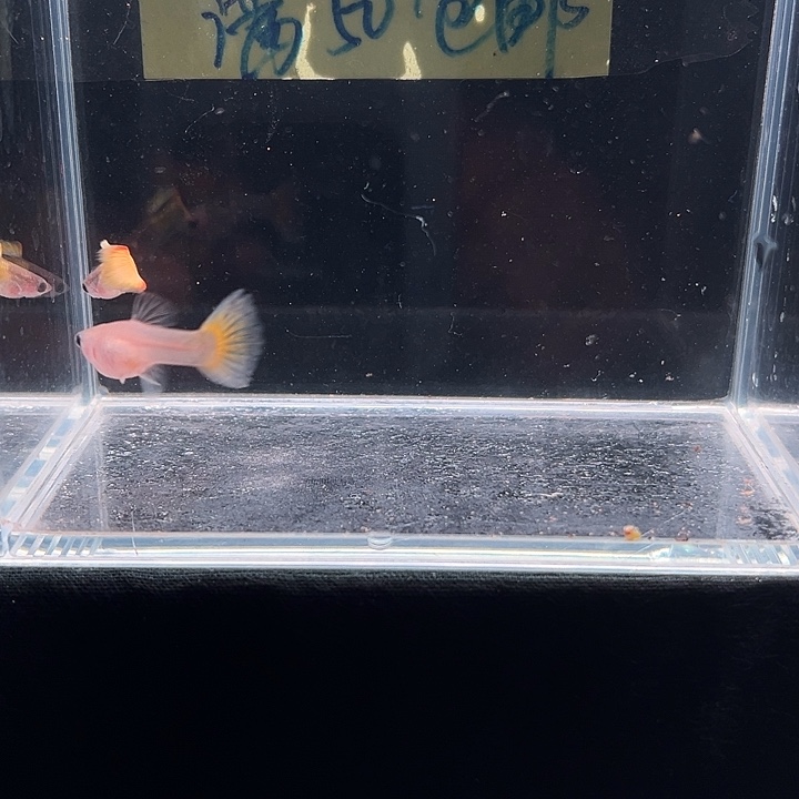 孔雀鱼黄金玻璃猫