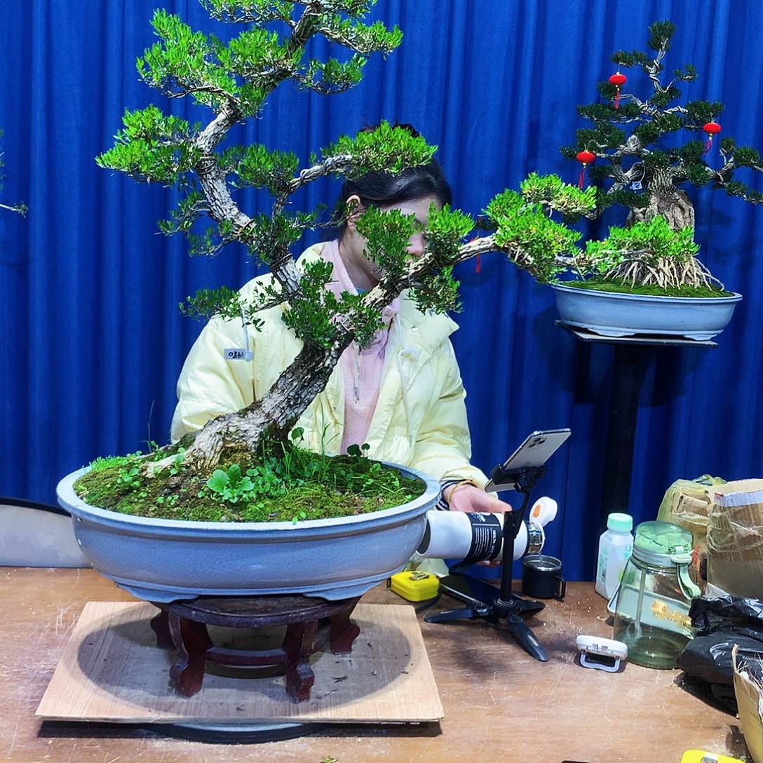 黄杨盆景一物一拍用****4