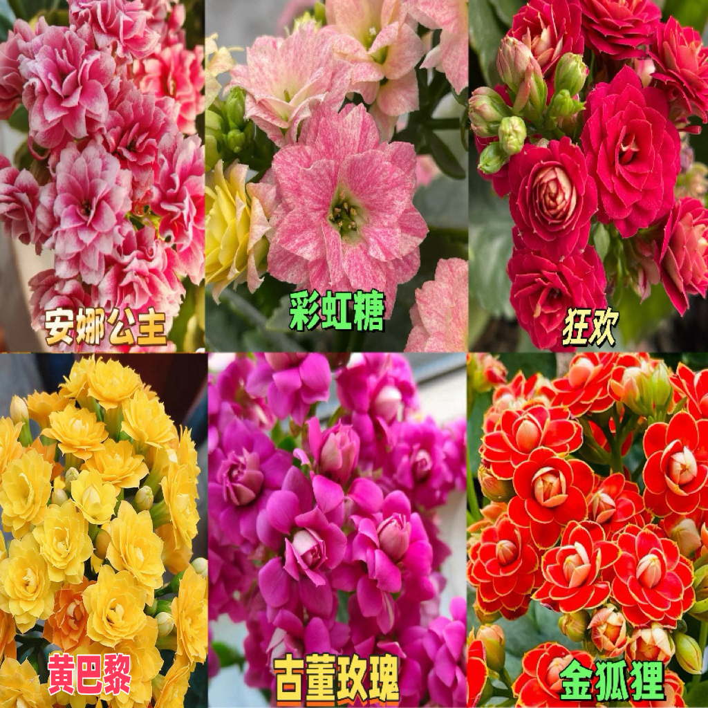 长寿小苗6颗6品种