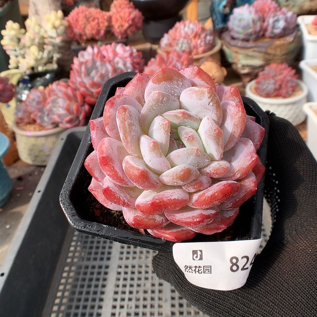 824雪天使多肉植物666