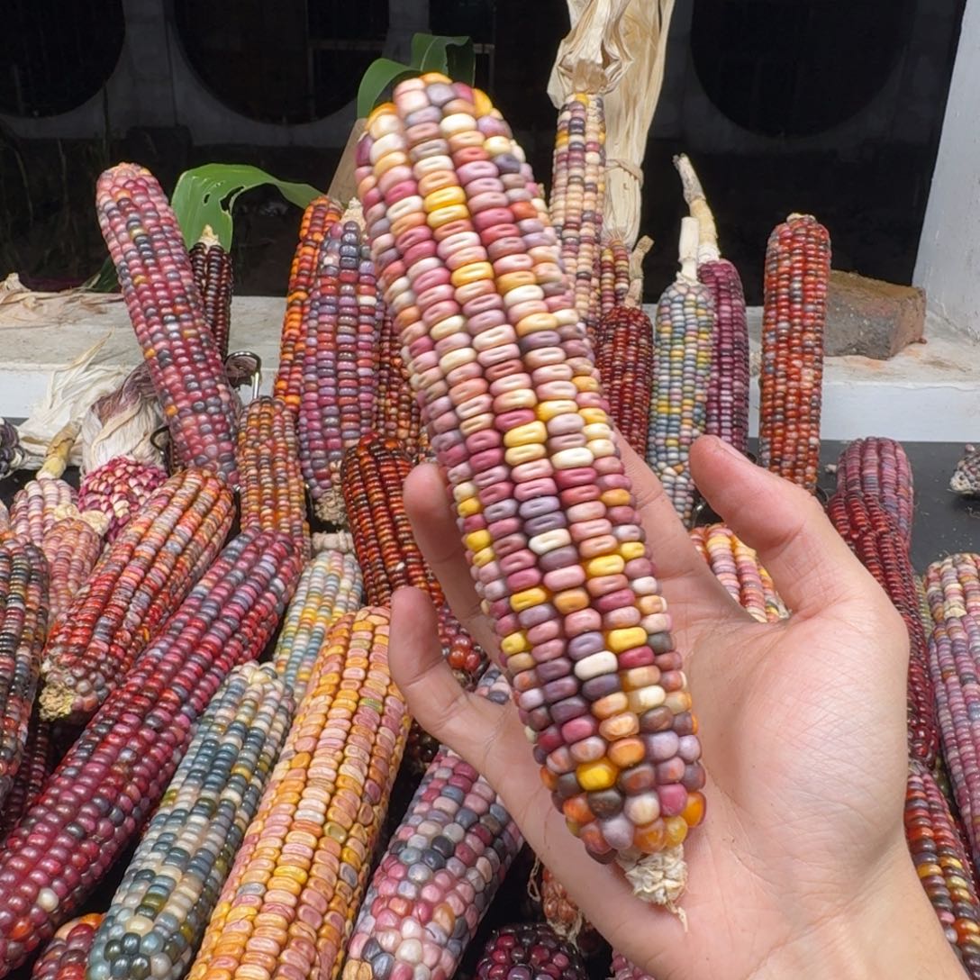 筱***咪柏香籽/百香籽吊坠