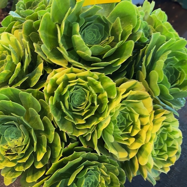 多肉植物琉璃485