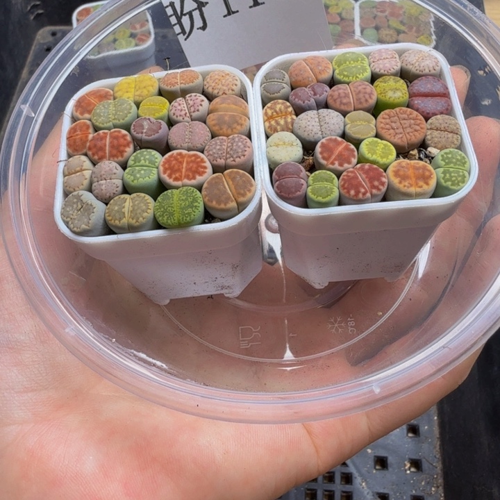 多肉植物的生长发育116