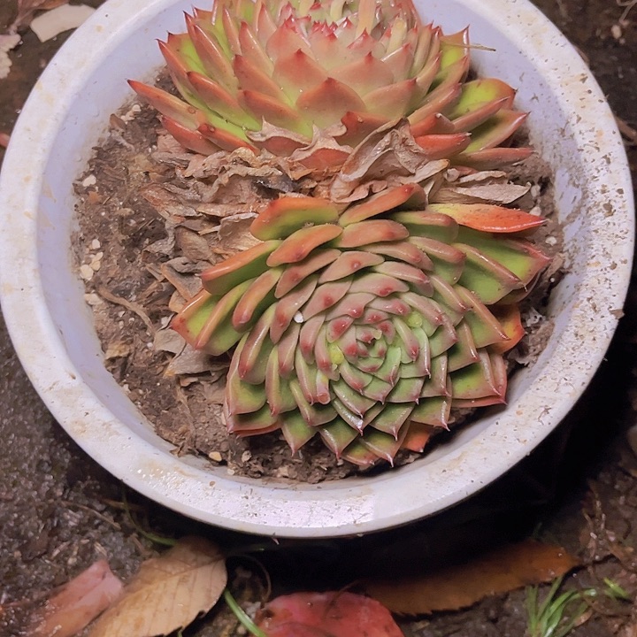 雅*不去我要回家啦明天就