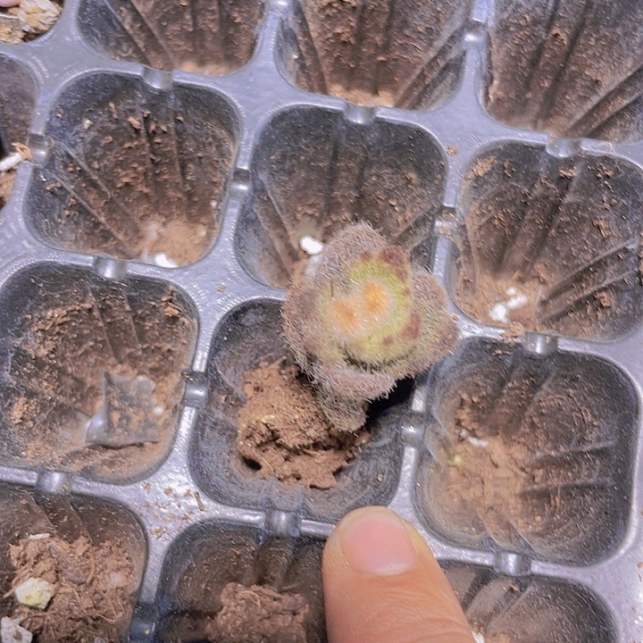 北***星泰迪熊【满10颗包邮】