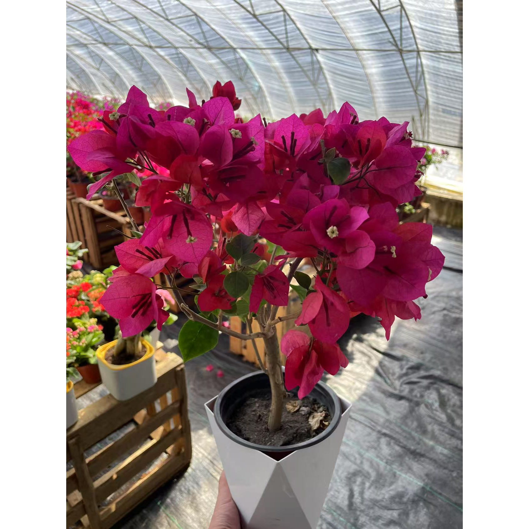 【新疆包邮】中国红云南紫老桩三角梅花卉勤花四季开花基地直发