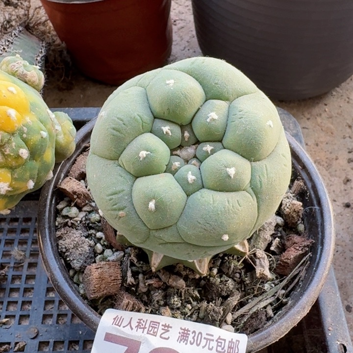 794苗接大皱尤仙仙人球