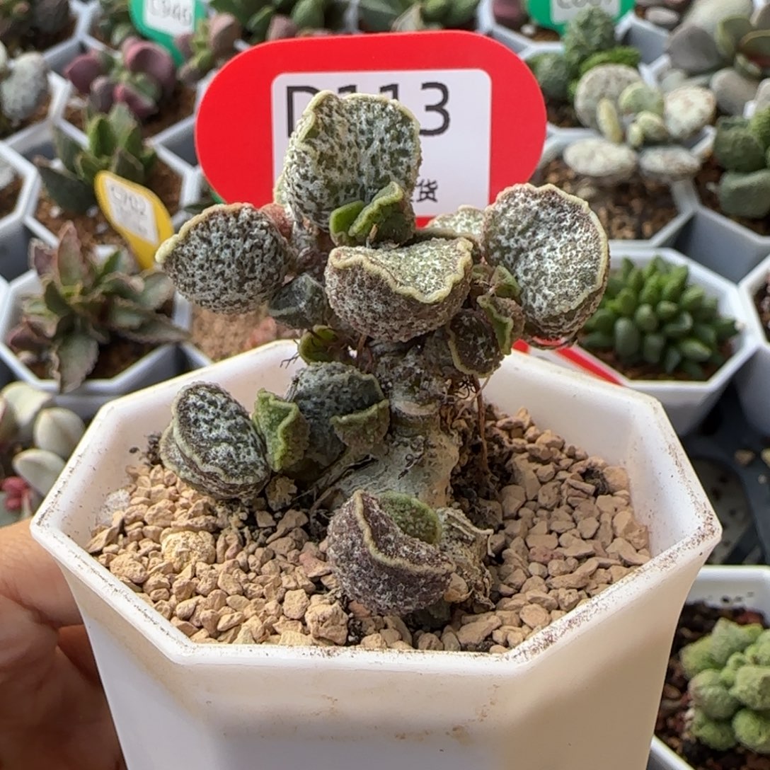 紫罗兰精控老桩。    113 