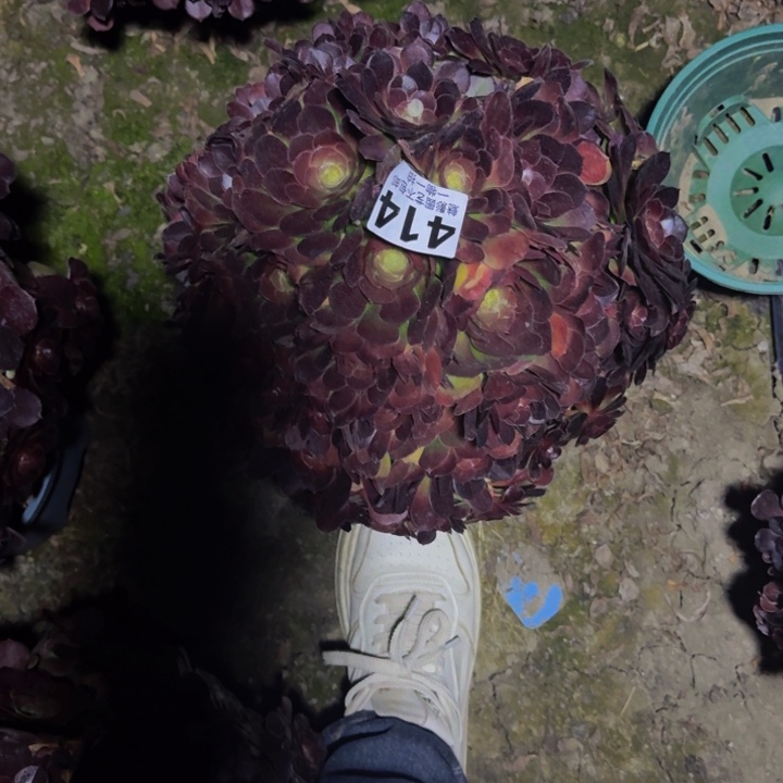 荷兰玫瑰29-22包邮花花